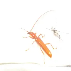 Branch Pruner Beetle thumbnail 2