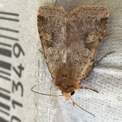 Smith's Dart thumbnail 3
