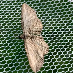 Brown Bark Carpet Moth thumbnail 4