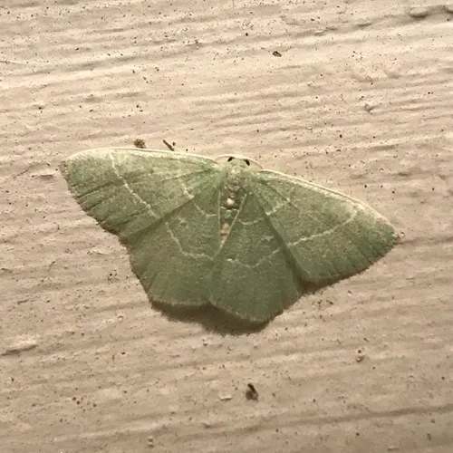 Red-fringed Emerald