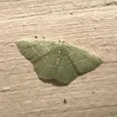 Red-fringed Emerald thumbnail 1