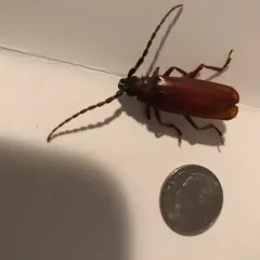 Brown Prionid thumbnail 3