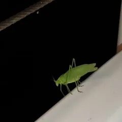 Broad-winged Bush Katydid thumbnail 3