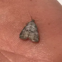 Dotted Graylet thumbnail 2