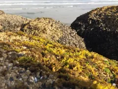 Mazzaella parksii thumbnail 2