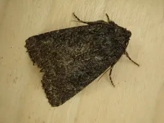 Aseptis fumosa thumbnail 2
