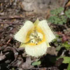 subalpine mariposa lily thumbnail 2