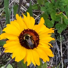 Indiscriminate Cuckoo Bumble Bee thumbnail 3