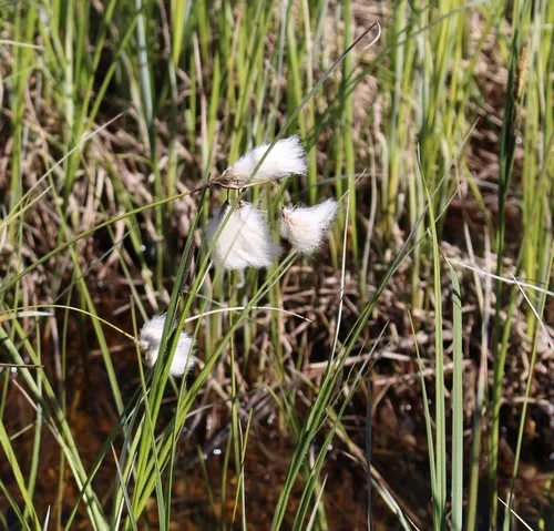 slender cottongrass
