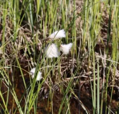slender cottongrass thumbnail 1