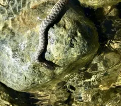 Aquatic Garter Snake thumbnail 2