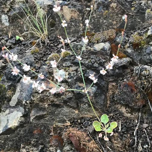 Wickerstem Buckwheat
