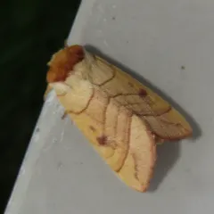 Spotted Datana Moth thumbnail 3