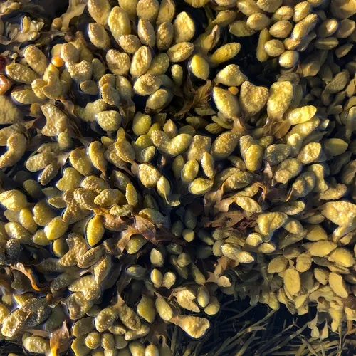 Spiral Wrack