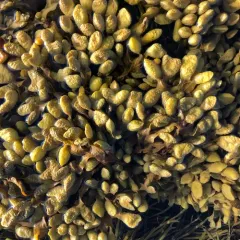 Spiral Wrack thumbnail 1