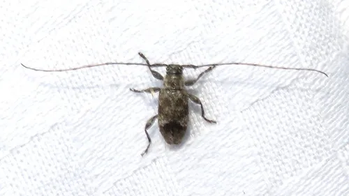 Sternidius misellus