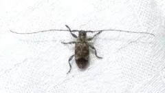 Sternidius misellus thumbnail 1