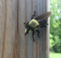 Laphria grossa thumbnail 3
