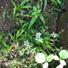 Fringed Grass of Parnassus thumbnail 3