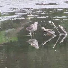 Stilt Sandpiper thumbnail 2