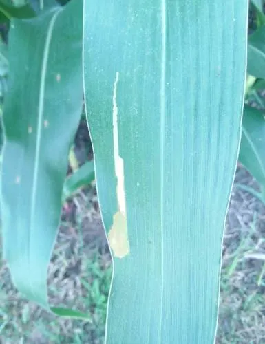 Corn Blotch Leafminer