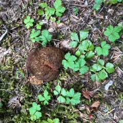 Gastroboletus ruber thumbnail 3