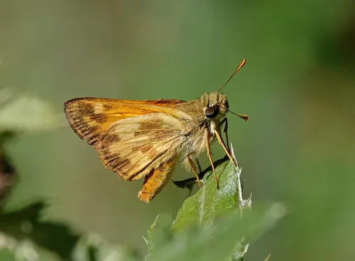 Taxiles Skipper