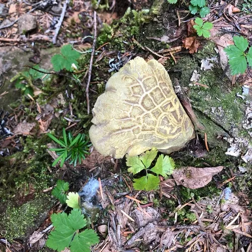 Polyporoletus sublividus
