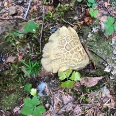 Polyporoletus sublividus thumbnail 1