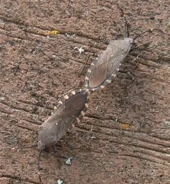 Catorhintha mendica thumbnail 2