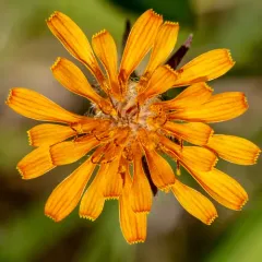 orange agoseris thumbnail 2