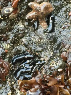 Tar-spot Sea Cucumber thumbnail 3