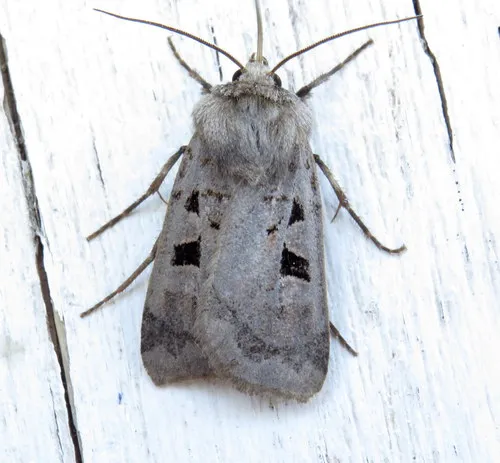 Feltia mollis
