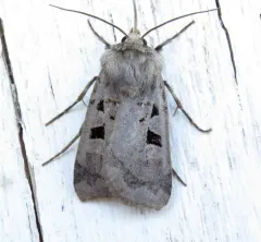 Feltia mollis thumbnail 1