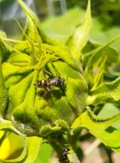Hoplisoides nebulosus thumbnail 2