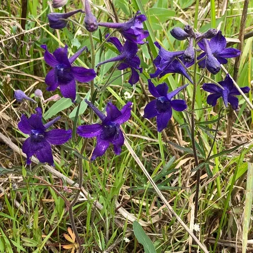 Menzies' Larkspur