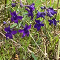 Menzies' Larkspur thumbnail 1