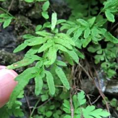 Steller's rock-brake thumbnail 2
