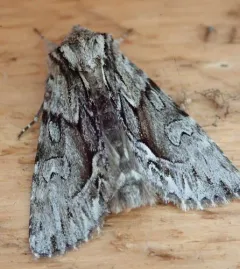 Summer Hyppa Moth thumbnail 4