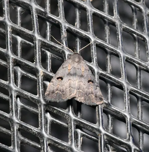 Hanham's Owlet