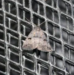 Hanham's Owlet thumbnail 1