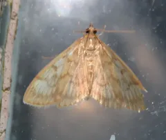 Saw-toothed Crocidophora Moth thumbnail 2
