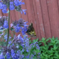 Hobomok Skipper thumbnail 3