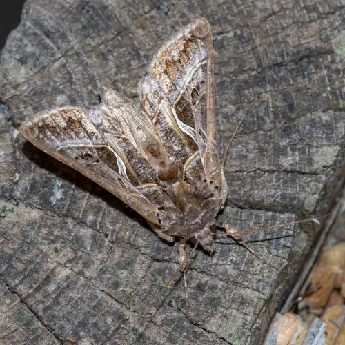 Silver Whip Moth