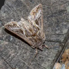 Silver Whip Moth thumbnail 1