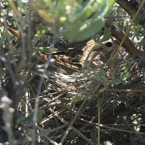 Brewer's Sparrow