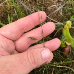 mud sedge thumbnail 1