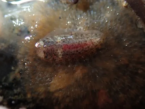Gaudichaudius iphionelloides