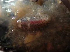 Gaudichaudius iphionelloides thumbnail 1