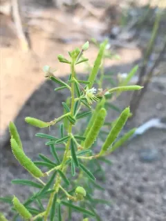 James' Clammyweed thumbnail 4